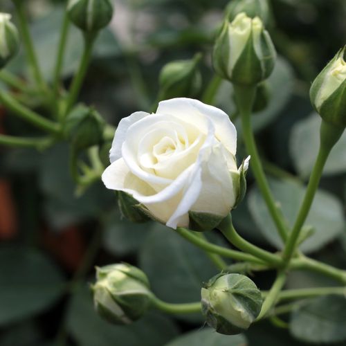 Rosa Schneeküsschen ® - weiß - zwergrosen